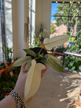 Load image into Gallery viewer, philodendron florida ghost leaves