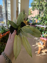 Load image into Gallery viewer, philodendron florida ghost