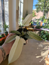 Load image into Gallery viewer, philodendron florida ghost