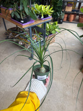 Load image into Gallery viewer, 4" Ponytail Palm