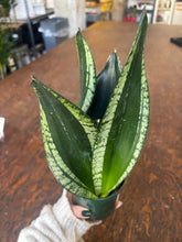 Load image into Gallery viewer, whitney snake plant