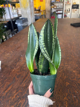 Load image into Gallery viewer, whitney snake plant