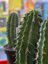 Load image into Gallery viewer, 4in cactus plant