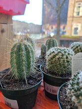 Load image into Gallery viewer, 4in cactus plants