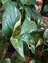 Load image into Gallery viewer, epipremum pinnatum albo leaves