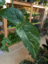 Load image into Gallery viewer, epipremnum pinnatum albo leaves