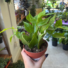 Load image into Gallery viewer, hoya polyneura