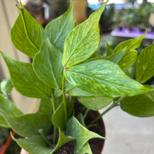 Load image into Gallery viewer, hoya polyneura leaves