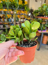 Load image into Gallery viewer, jade plant