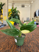 Load image into Gallery viewer, monstera standleyana albo plant