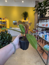 Load image into Gallery viewer, philodendron florida bronze plant