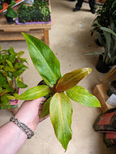 Load image into Gallery viewer, 4in philodendron orange marmalade