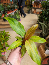 Load image into Gallery viewer, 4in philodendron orange marmalade plant