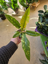 Load image into Gallery viewer, philodendron ring of fire