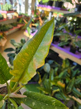 Load image into Gallery viewer, philodendron ring of fire