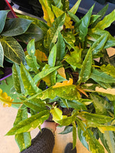 Load image into Gallery viewer, philodendron ring of fire plants