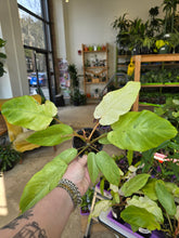 Load image into Gallery viewer, 4in philodendron snowdrift