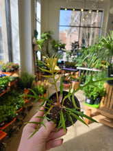Load image into Gallery viewer, 4in philodendron tortum