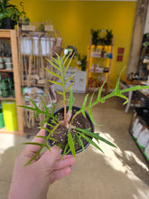 Load image into Gallery viewer, 4in philodendron tortum leaves