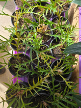 Load image into Gallery viewer, 4in philodendron tortum plants
