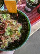 Load image into Gallery viewer, sundew plant
