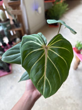 Load image into Gallery viewer, 4" Philodendron Gloriosum