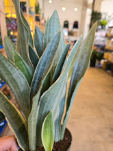 Load image into Gallery viewer, snake plant