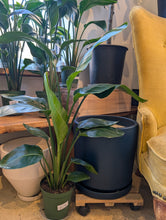 Load image into Gallery viewer, bird of paradise plant