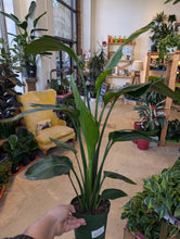 Load image into Gallery viewer, bird of paradise plant