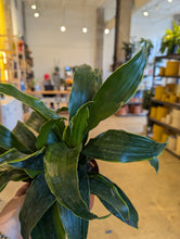 Load image into Gallery viewer, dracaena dragon leaves