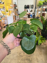 Load image into Gallery viewer, pilea peperomioides