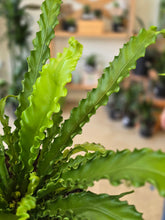 Load image into Gallery viewer, 6in birds nest fern leaves
