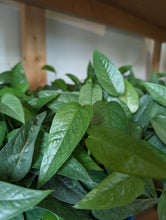 Load image into Gallery viewer, cebu blue pothos hanging basket