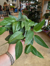 Load image into Gallery viewer, cebu blue pothos plant