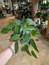 Load image into Gallery viewer, cebu blue pothos plant