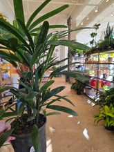 Load image into Gallery viewer, 6in lady palm