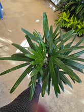 Load image into Gallery viewer, 6in lady palm leaves