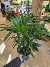 Load image into Gallery viewer, 6in lady palm