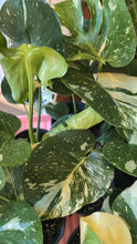 Load image into Gallery viewer, monstera thai constellation plant
