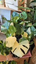 Load image into Gallery viewer, monstera thai constellation plant