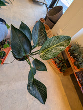 Load image into Gallery viewer, philodendron birkin plant
