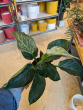 Load image into Gallery viewer, philodendron birkin plant