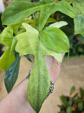 Load image into Gallery viewer, philodendron florida ghost