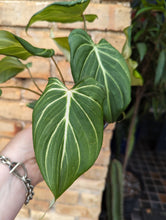 Load image into Gallery viewer, philodendron gloriosium plant
