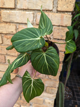 Load image into Gallery viewer, philodendron gloriosium plant