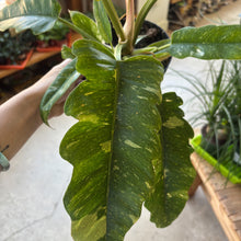 Load image into Gallery viewer, philodendron ring of fire leaves