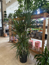 Load image into Gallery viewer, 14" Dracaena Marginata