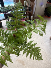 Load image into Gallery viewer, 6" Australian Tree Fern