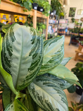 Load image into Gallery viewer, aglaonema leaves