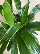 Load image into Gallery viewer, 8" Dracaena 'Art' Carmen